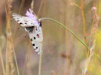 Parnassius apollo Snörum, Västervik, Småland, Sweden 20150712_0009