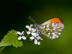 Anthocharis cardamines - Orange Tip - Aurorafjäril