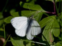 Anthocharis cardamine female Stenshuvud, Simrishamn, Skåne, Sweden 20150503_0004