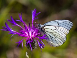 Aporia crataegi - Black-veined White - Hagtornsfjäril