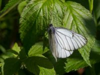 Aporia crataegi Kroksjön, Bräkne Hoby, Karlshamn, Blekinge, Sweden 20140608_0051