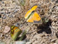 Colias aurorina Nemrut Dagi, Turkey 20120704 011