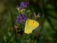 Colias croceus Bräcke mölla, Nyhamnsläge, Höganäs, Skåne, Sweden 20190807_0003