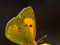 Colias croceus Elounda, Crete, Greece 2013-07-05B 057