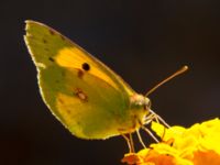 Colias croceus Elounda, Crete, Greece 20130705B 058