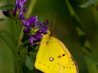 Colias croceus Fulltofta, Hörby, Skåne, Sweden 20120820B 052