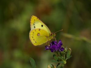 Colias hyale - Plae Clouded Yellow - Ljusgul höfjäril