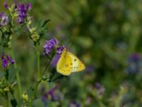 Colias hyale Bräcke mölla, Nyhamnsläge, Höganäs, Skåne, Sweden 20190807_0033