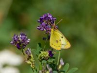 Colias hyale Bräcke mölla, Nyhamnsläge, Höganäs, Skåne, Sweden 20190807_0051