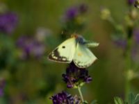 Colias hyale Bräcke mölla, Nyhamnsläge, Höganäs, Skåne, Sweden 20190807_0057