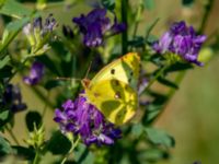 Colias hyale Bräcke mölla, Nyhamnsläge, Höganäs, Skåne, Sweden 20190807_0069