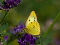 Colias hyale Bräcke mölla, Nyhamnsläge, Höganäs, Skåne, Sweden 20190807_0090