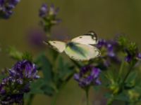 Colias hyale Bräcke mölla, Nyhamnsläge, Höganäs, Skåne, Sweden 20190807_0095