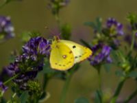 Colias hyale Bräcke mölla, Nyhamnsläge, Höganäs, Skåne, Sweden 20190807_0098