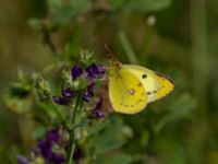 Colias hyale Bräcke mölla, Nyhamnsläge, Höganäs, Skåne, Sweden 20190807_0100