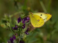 Colias hyale Bräcke mölla, Nyhamnsläge, Höganäs, Skåne, Sweden 20190807_0102