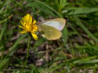 Colias palaeno Lillåbron, Umeå, Västerbotten, Sweden 20150711_0630