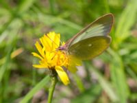 Colias palaeno Lillåbron, Umeå, Västerbotten, Sweden 20150711_0631