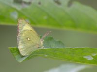 Colias palaeno Väster-Sortmyran, Sävar, Umeå, Västerbotten, Sweden 20150706_0327