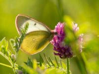 Colias palaeno Vitberget, Älvsbyn, Norrbotten, Sweden 20150710_0119