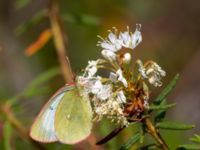 Colias palaeno et Rhododendron tomentosum Väster-Sortmyran, Sävar, Umeå, Västerbotten, Sweden 20150706_0293