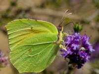 Gonepteryx cleopatra Kabanos river, Crete, Greece 20130708B 006