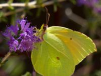 Gonepteryx cleopatra Kabanos river, Crete, Greece 20130708B 022