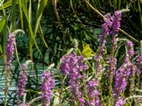 Gonepteryx rhamni Krka National Park, Sibenik-Knin, Croatia 20170805_1879