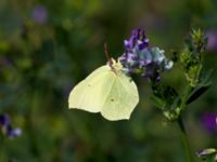 Gonepteryx rhamni Stensoffa, Krankesjön, Lund, Skåne, Sweden 20130718-1