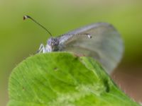 Leptidea juvernica Bråfors, Norberg, Västmanland, Sweden 20150705_0972