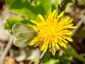 Leptidea sinapis - Wood White Butterfly - Skogsvitvinge