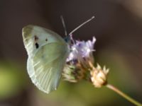 Pieris brassicae Karadag, Koktebel, Crimea, Russia 20150920_0006