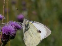 Pieris brassicae Rosenhällvägen, Hilleshög, Landskrona, Skåne, Sweden 20160711_0067