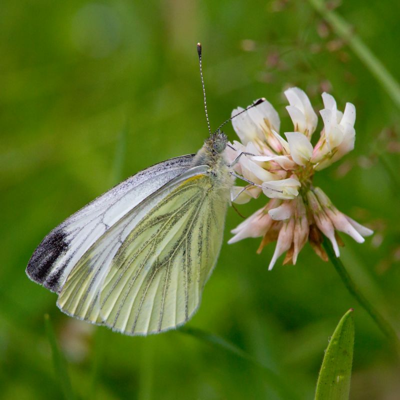 Pieris napi - Green-veined White - Rapsfjäril