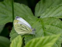 Pieris napi Övedsgården, Sjöbo, Skåne, Sweden 20160714_0079