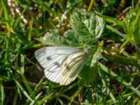 Pieris napi Almåsa, Malmö, Skåne, Sweden 20200426_0010