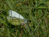 Pieris napi Malmödammen, Tygelsjö ängar, Malmö, Skåne, Sweden 20160513_0023