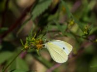 Pieris rapae 1.5 km SSE Aderbiyevka, Krasnodar, Russia 20160911_0995