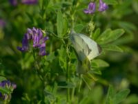 Pieris rapae Almåsa, Malmö, Skåne, Sweden 20190831_0030