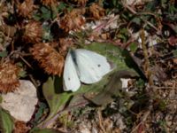 Pieris rapae Norra hamnen, Malmö, Skåne, Sweden 20180624_0027