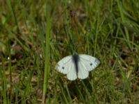 Pieris rapae Nybergs dunge, Bunkeflo strandängar, Malmö, Skåne, Sweden 20170430_0009