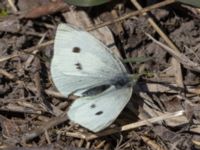 Pieris rapae S reningsverket, Klagshamns udde, Malmö, Skåne, Sweden 20230422_0156