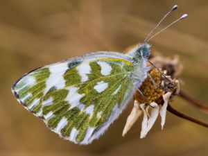 Pontia daplidice - Bath White - Grönfläckig vitfjäril