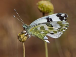 Pontia edusa - Eastern Bath White - Östlig vitfjäril