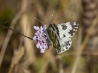 Pontia edusa 2.0 km N Aderbiyevka, Krasnodar, Russia 20160911_1024