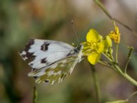 Pontia edusa Danuzlav lake, Crimea, Russia 20150911_0324