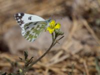 Pontia edusa Olinovki, Crimea, Russia 20150911_0501