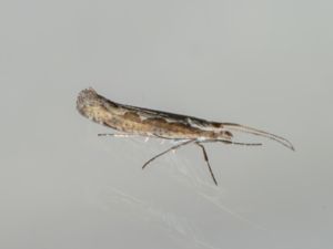 Plutella xylostella - Diamond-back Moth - Kålmal