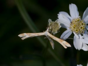 Gillmeria pallidactyla - Yarrow Plume - Röllekafjädermott