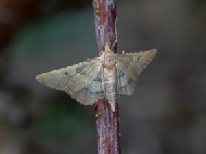 Endotricha flammealis - Rose-flounced Tabby - Krattmott